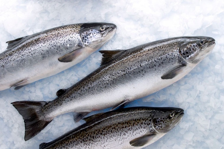 salmon-hielo-760 salmon-hielo-760