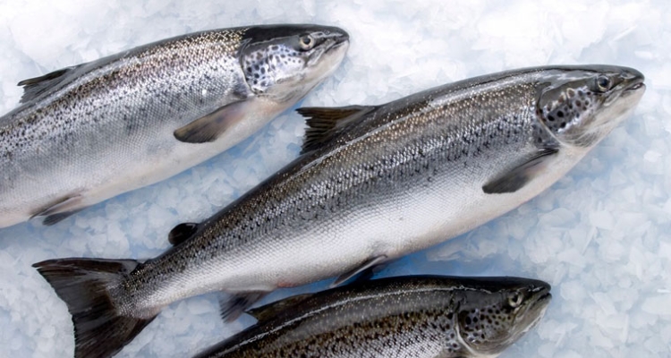 salmon-hielo-760 salmon-hielo-760