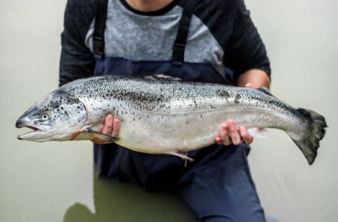 Salmón Atlántico en manos piscicultor