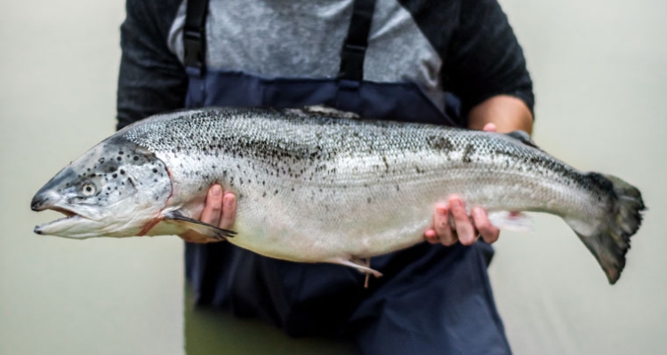 Salmón Atlántico en manos piscicultor Salmón Atlántico en manos piscicultor