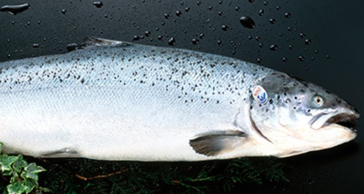 salmon-norge
