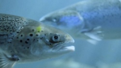 Un estudio establece la temperatura óptima de cultivo de salmón Atlántico