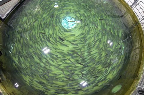 Instalación de RAS de salmón