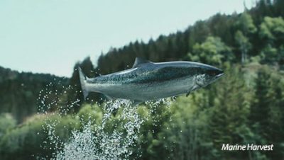 Marine Harvest vuelve a recordar que “todos los peces” afectados en Chile están asegurados