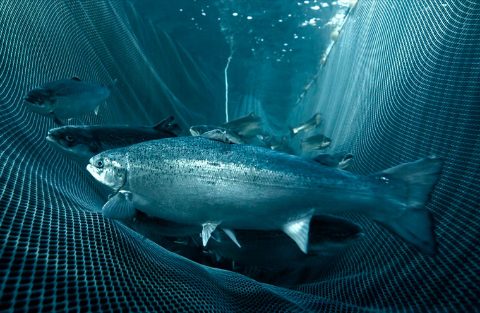 salmon-sylfeed-760