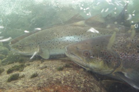 Salmones bajo el agua
