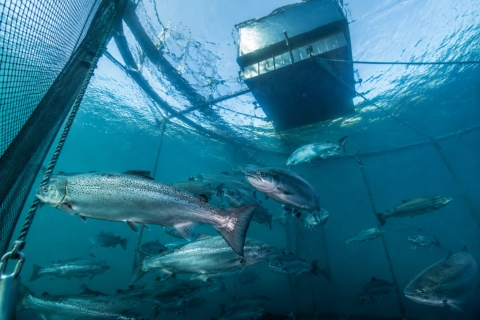 salmones bajo el agua en plataforma oceánica