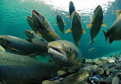 Bolsa de Santiago de Chile sube gracias a la buena cotización de las salmoneras
