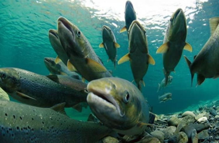 salmones-camanchaca salmones-camanchaca