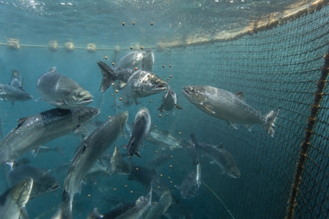 salmones y pienso en jaula acuicultura