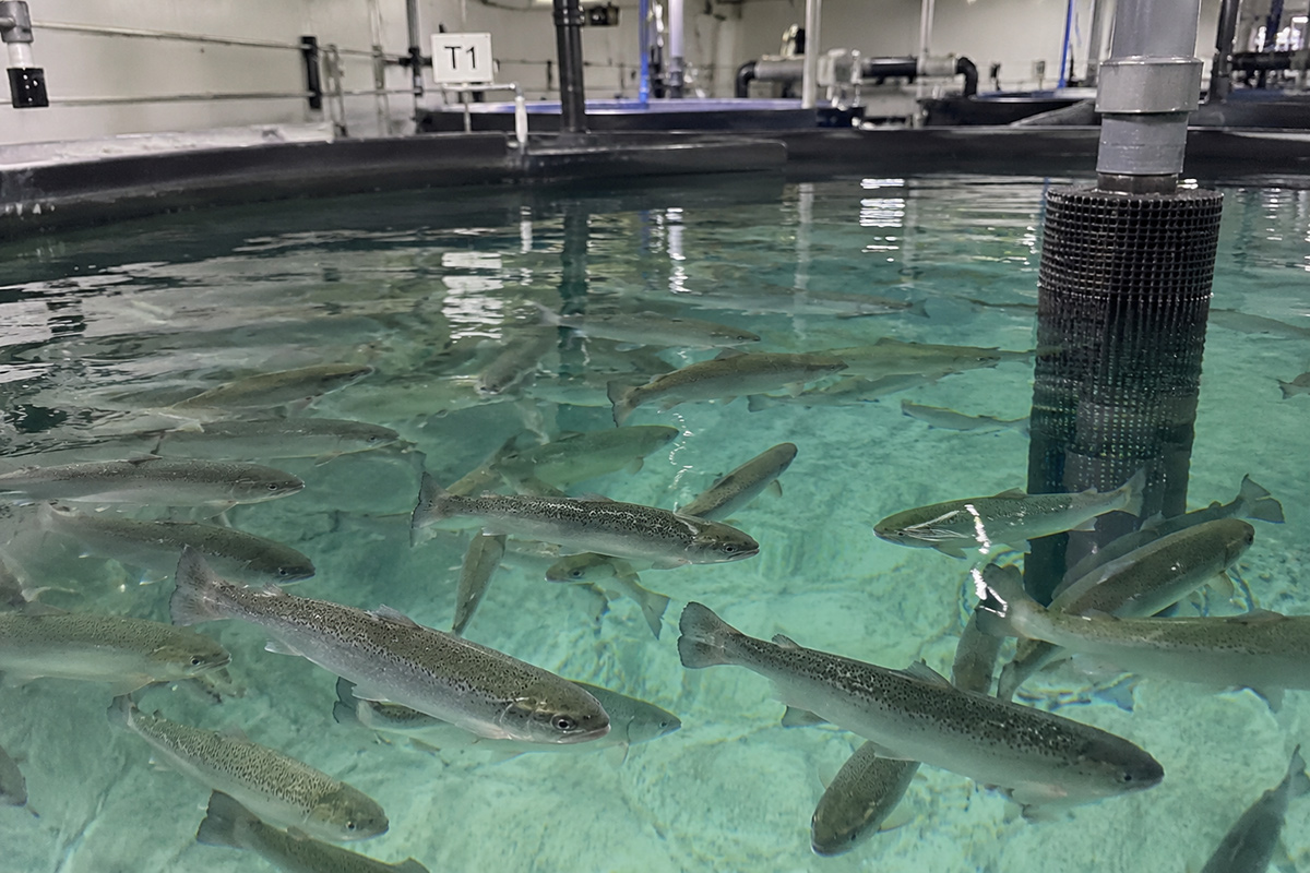 Salmones en tanques RAS