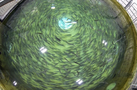 RAS de salmón del Freshwater Institute de Conservation Fund