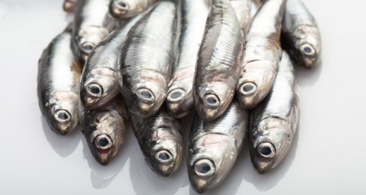 sardinas-expositor