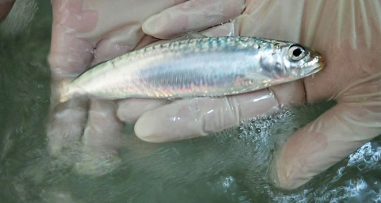 sardinas-nacidas-estacion-piloto-ipma