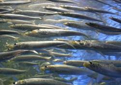 Idean un sistema combinado de sonar y vídeo para monitorizar peces de granja de día y de noche
