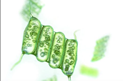Scenedesmus obliquus