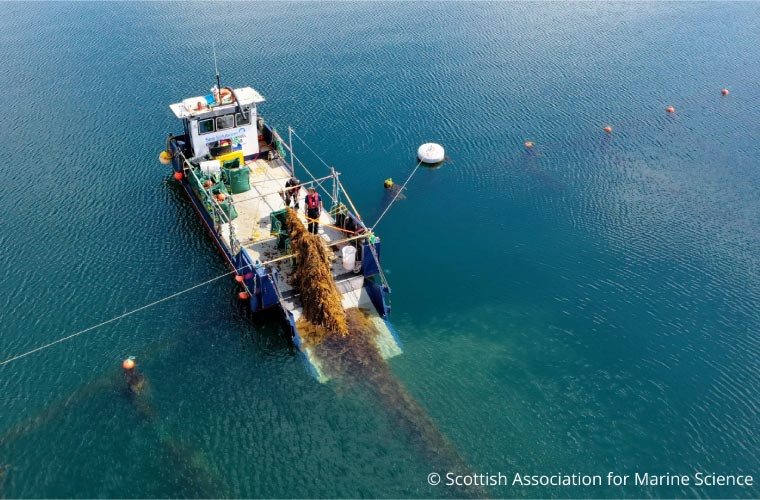 scottish-association-marine-science-cultivo-algas scottish-association-marine-science-cultivo-algas