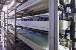 OPTIRAS tiene por delante 36 meses para optimizar la producción de lenguado en RAS