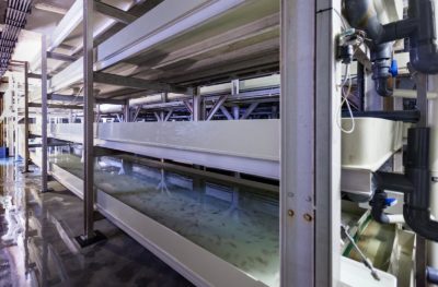 OPTIRAS tiene por delante 36 meses para optimizar la producción de lenguado en RAS