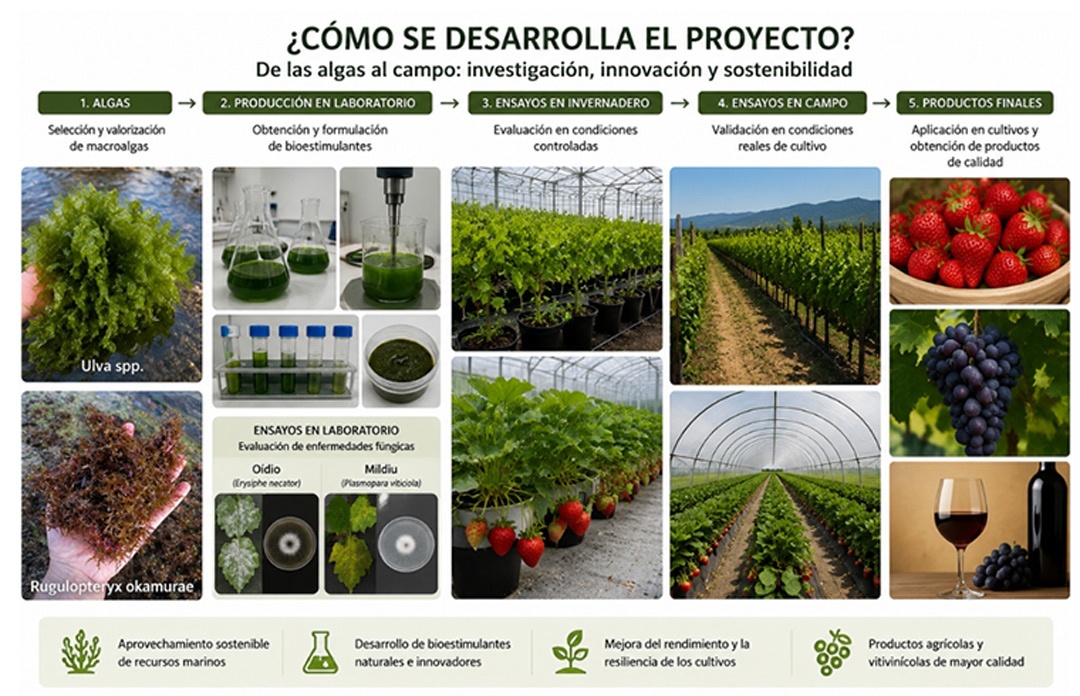 SEA4GREEN - diagrama