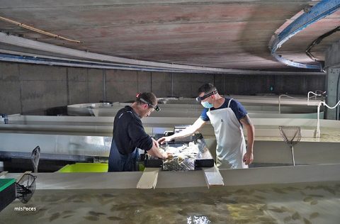 Sea Eight, técnicos clasificando peces