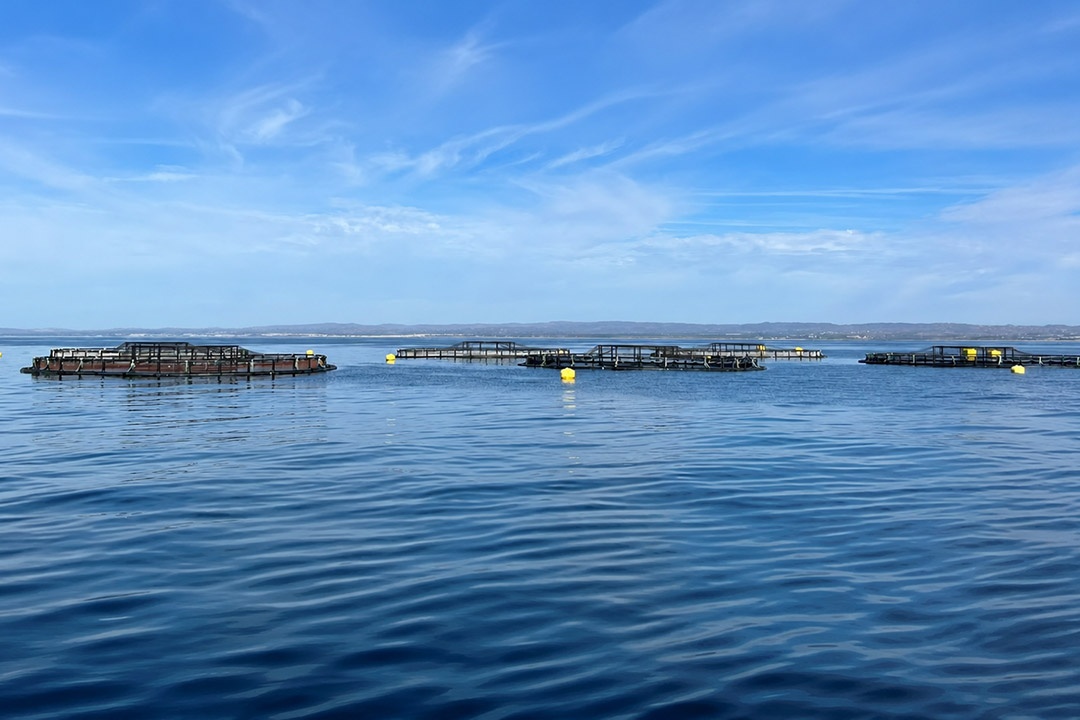 Seaculture - offshore in Algarve