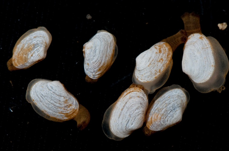 Semilla almeja Semilla almeja