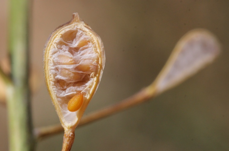 Semilla de Camelina sativa Semilla de Camelina sativa