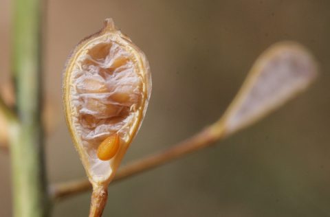 Semilla de Camelina sativa