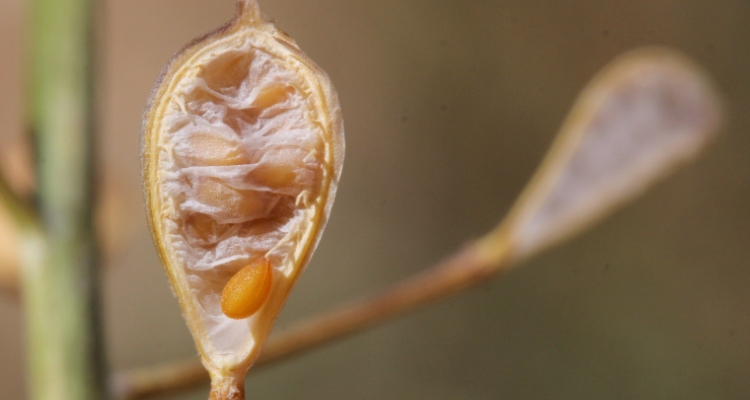Semilla de Camelina sativa Semilla de Camelina sativa