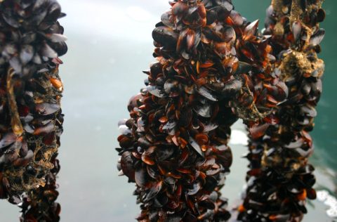 Semilla mejillón chileno