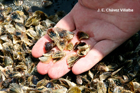 Semilla osti&oacute;n (Crassostrea gigas)