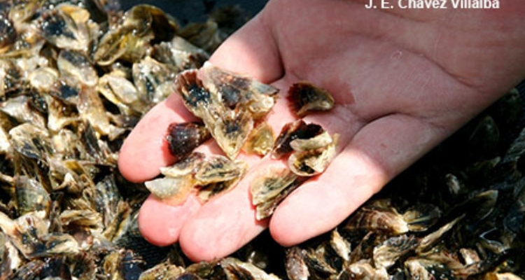 Semilla Ostión Crassostrea gigas