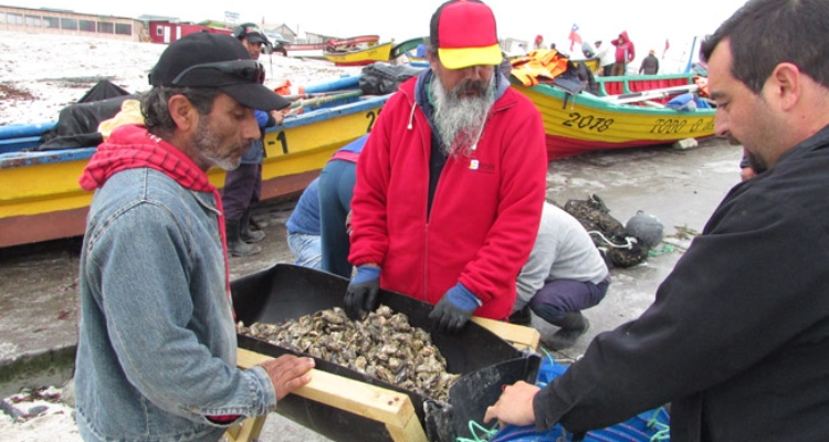 semilla-ostra-chile-caleta-choros-coquimbo-1