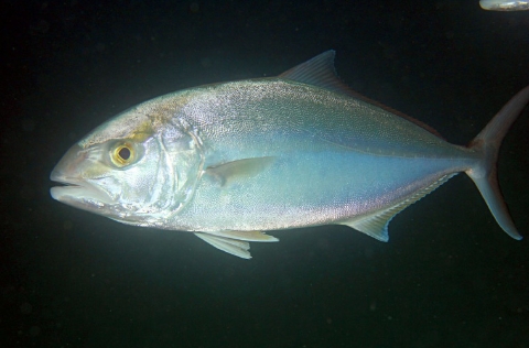 Medregal o pez limón (Seriola dumerili)