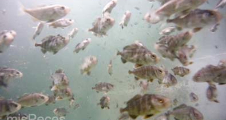 seriola-dumerili-futuna