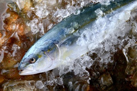 seriola-hielo-760