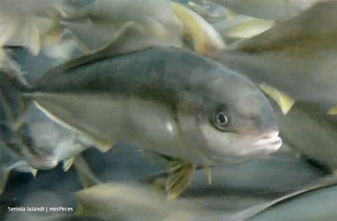 Pez limón (Seriola lalandi) | misPeces