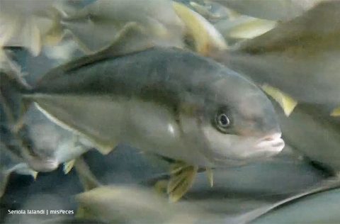 Pez limón (Seriola lalandi) | misPeces