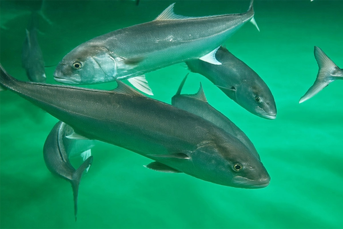 Seriolas acuicultura - IEO Murcia