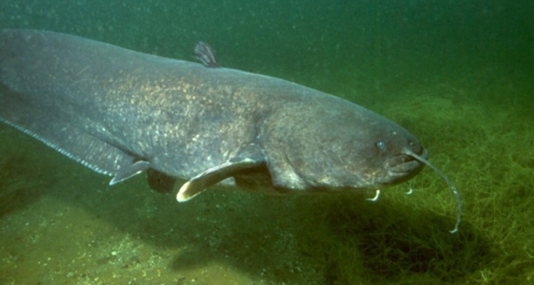 siluro_wikipedia