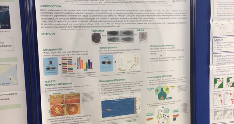 Además, en este Simposio el doctorando del IFAPA Centro El Toruño, Carlos Carballo presentó el póster “Thermal regimes during embryonic development and larval rearing differentially modify sex ratios and growth performance in Solea senegalensis” fue galardonado con el premio al mejor poster.  El estudio sobre el papel de la temperatura en la reprogramación epigenética de las larvas de lenguado y su potencialidad en el ámbito de la acuicultura, fue muy valorado por el comité científico por la calidad e impacto de los resultados obtenidos.  Además, hubo otras comunicaciones en poster entre las que destacan la estructuración genética de las poblaciones naturales y su conectividad, la utilización de las enzimas de eclosión de lenguado con fines biotecnológicos así como la relación de los microbiomas con el pseudoalbinismo.  Cabe recordar que el Simposio Internacional sobre Peces Planos es un encuentro trianual que este año ha estado organizado por IFREMER y el Agrocampus de Ouest de Francia. Este encuentro reúne expertos mundiales para abordar una gran variedad de temáticas relacionadas con la ecología, conectividad a lo largo de los ciclos biológicos, hábitat, evolución, taxonomía, biotecnología o acuicultura de peces planos.