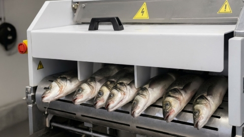 Sistema aturdimiento peces