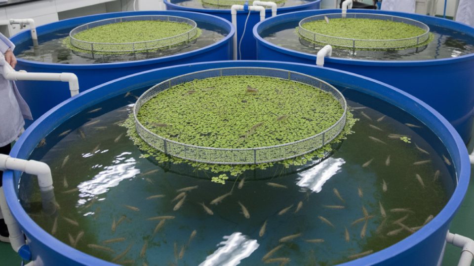 Sistema biofloc y lenteja de agua para langostinos