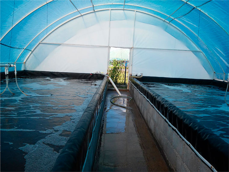 Tecnología de biofloc en acuicultura, ventajas y desafíos para su ...