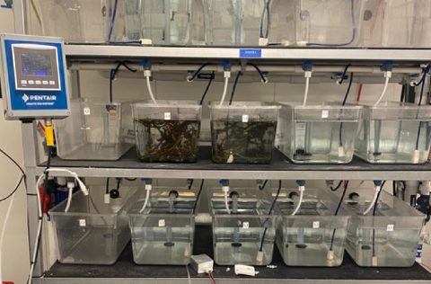 Sistema de cultivo de gamáridos en SINTEF Ocean