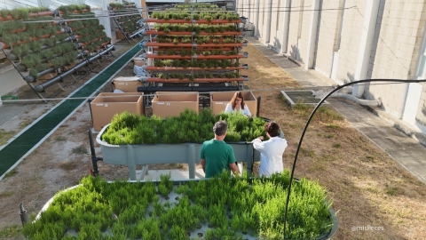 Cultivo de salicornia en sistema multitrófico