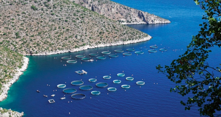 skretting-granja-marina-mediterraneo