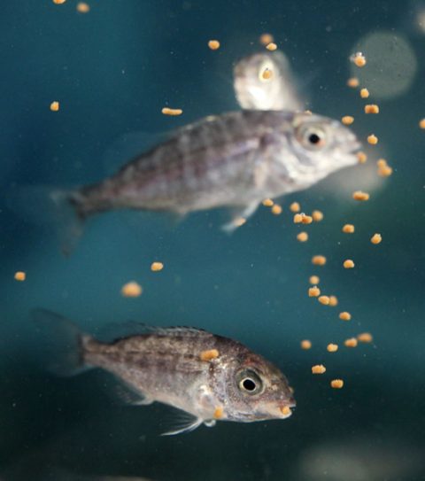 Skretting peces comen pienso