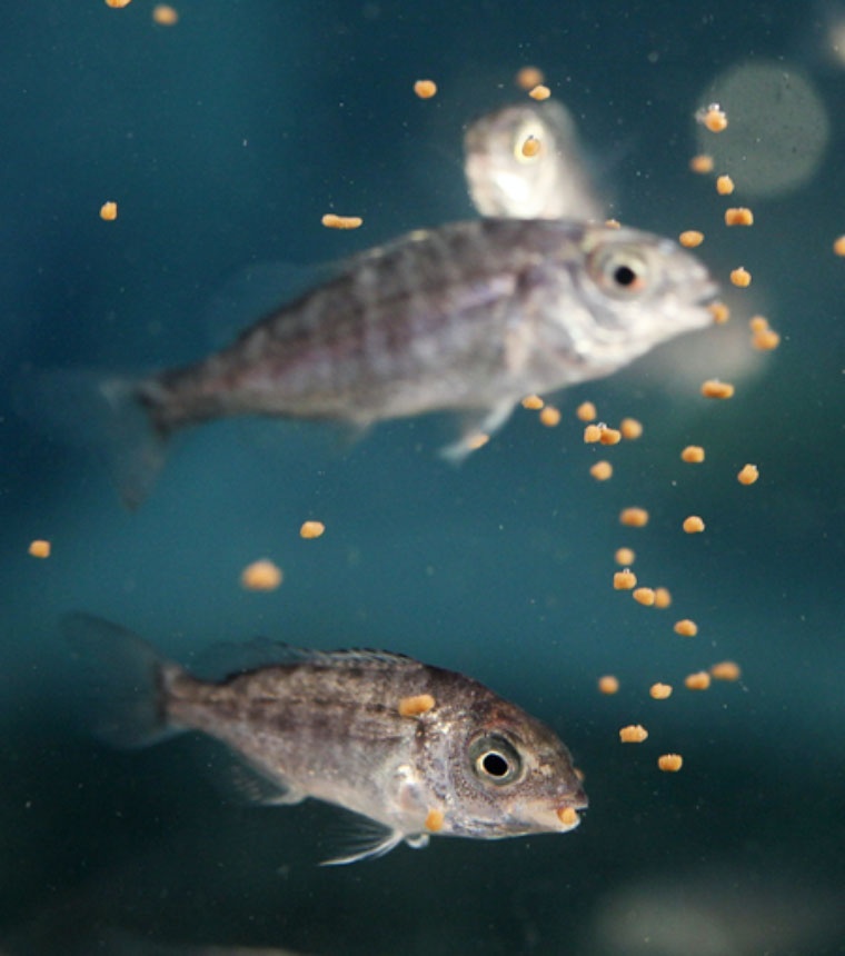 Skretting peces comen pienso Skretting peces comen pienso